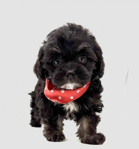 マルチーズ×チワワ★表示価格は全ての諸費用を含みます。