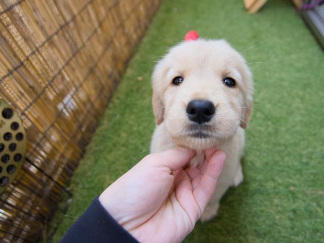 ゴールデンレトリーバー