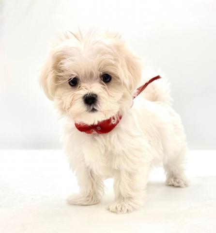 マルチーズ★表示価格は全ての諸費用を含みます。