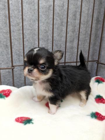 チワワ（ロングコート）