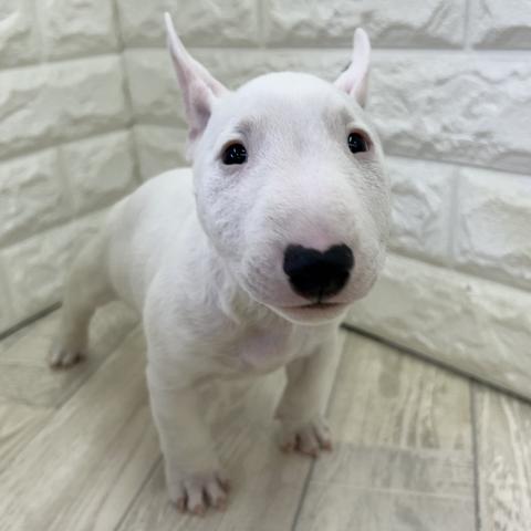 ミニュチュアブルテリア