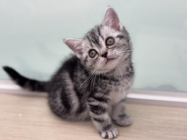 アメリカンショートヘアー