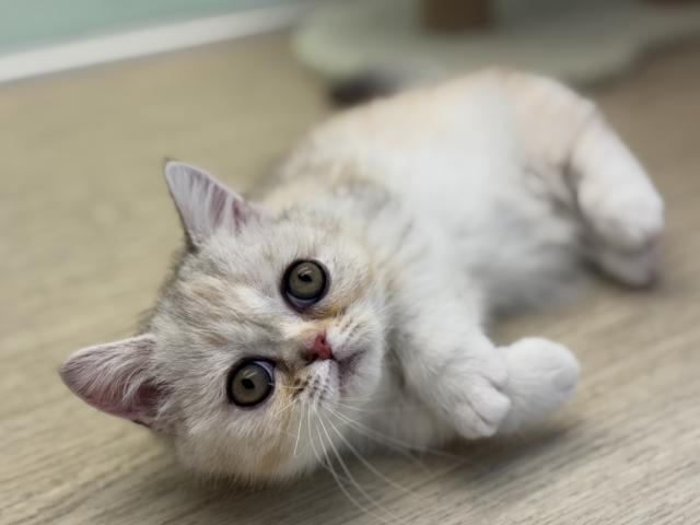 ミヌエット（旧ナポレオン）