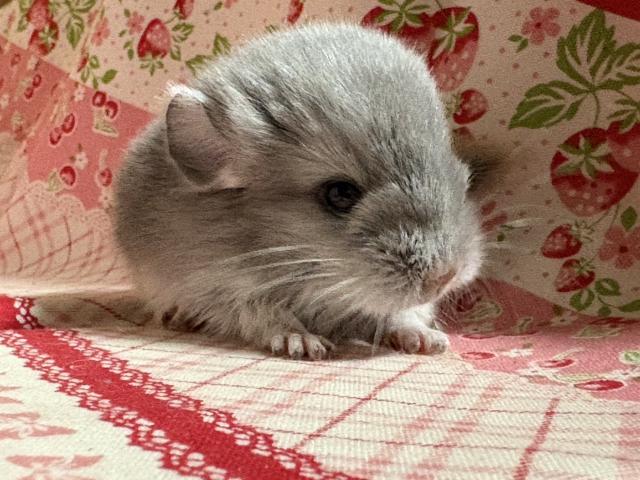 チンチラ(バイオレット)