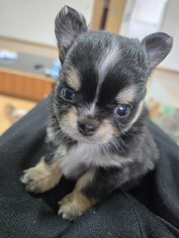 チワワ（ロングコート）