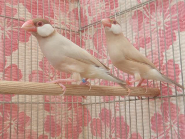 シナモン文鳥　ペア　(^_-)-☆
