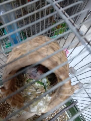 キンカ鳥　巣内雛