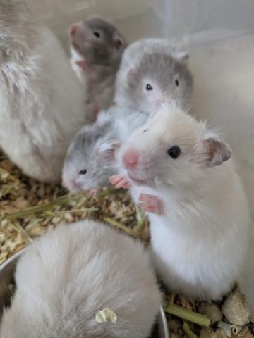 ゴールデンハムスター