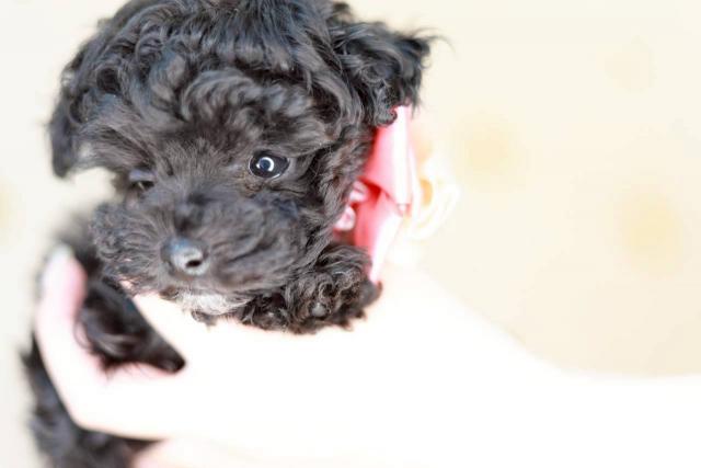 トイプードル