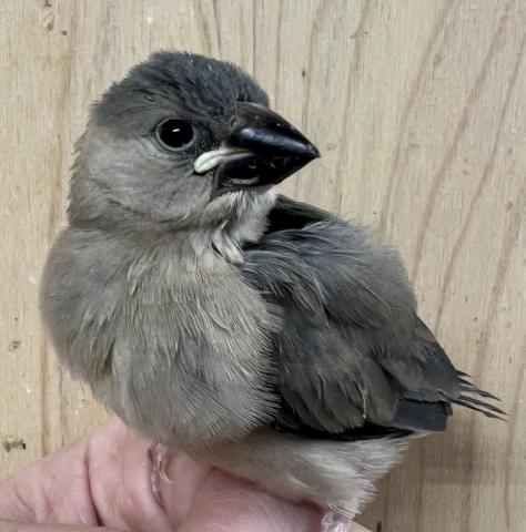 桜文鳥① 中雛 手乗り