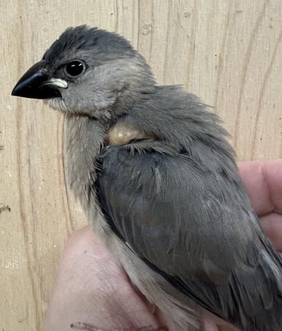 桜文鳥② 中雛 手乗り