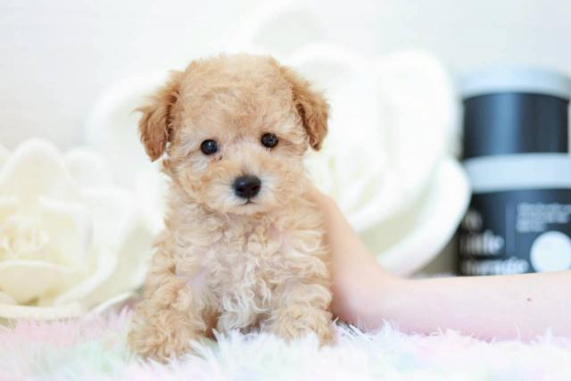 トイプードル