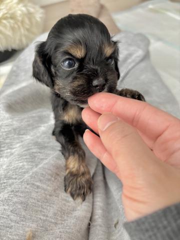 アメリカンコッカースパニエル