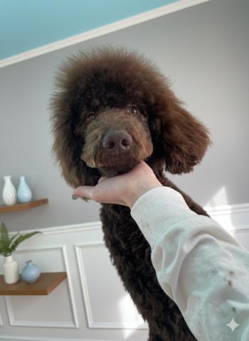 スタンダードプードル