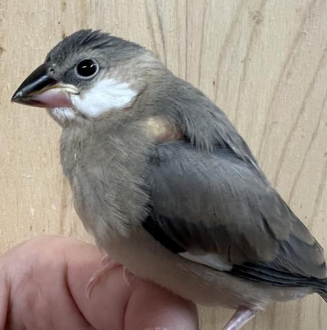 桜文鳥③ 中雛 手乗り