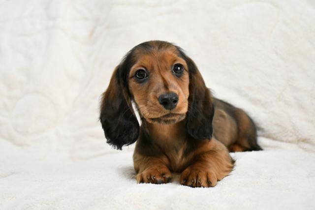 ミニチュアダックスフンド