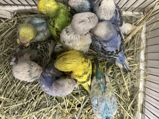 セキセイインコ 雛 ※詳細コメント参照