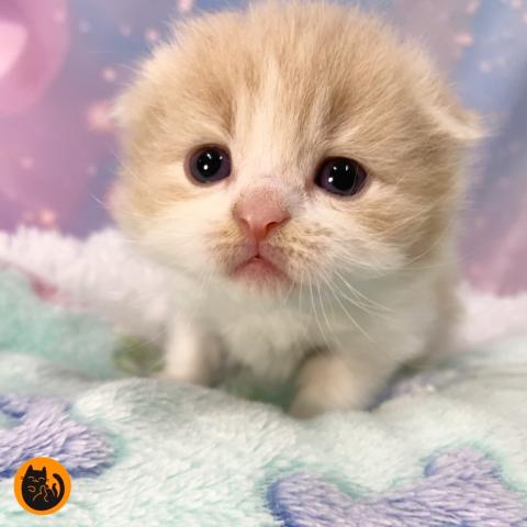 スコティッシュフォールド