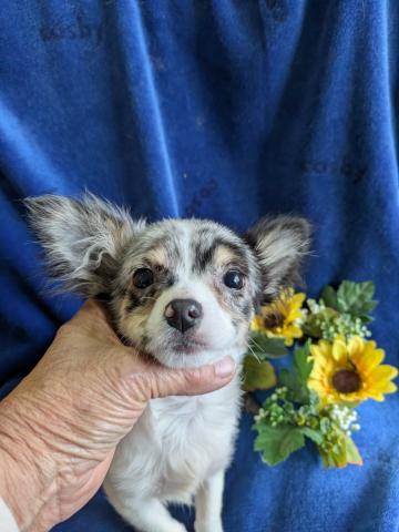 チワワ（ロングコート）