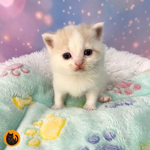 スコティッシュフォールド