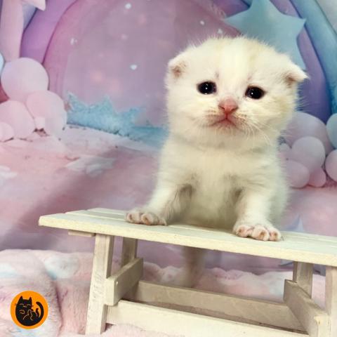 スコティッシュフォールド