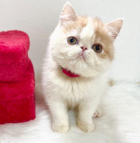 エキゾチックショートヘアー