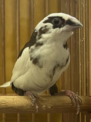 十姉妹 ※複数羽