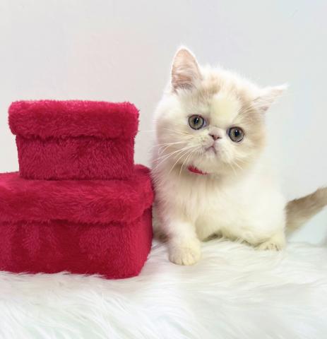 エキゾチックショートヘアー