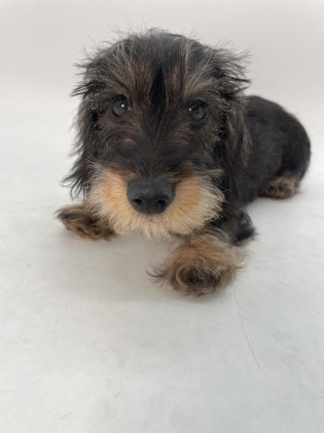 ミニチュアダックスフンド【ワイアー】