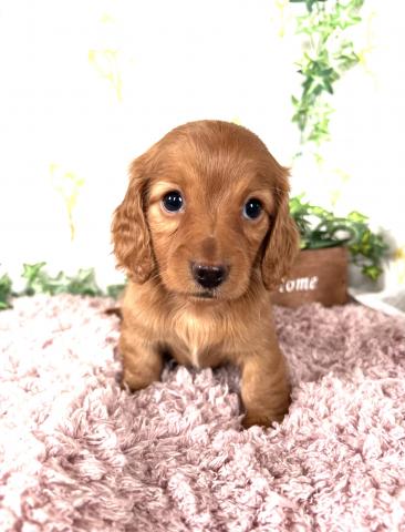 ミニチュアダックスフンド