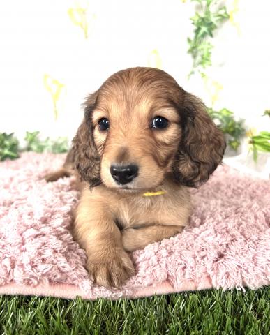 ミニチュアダックスフンド