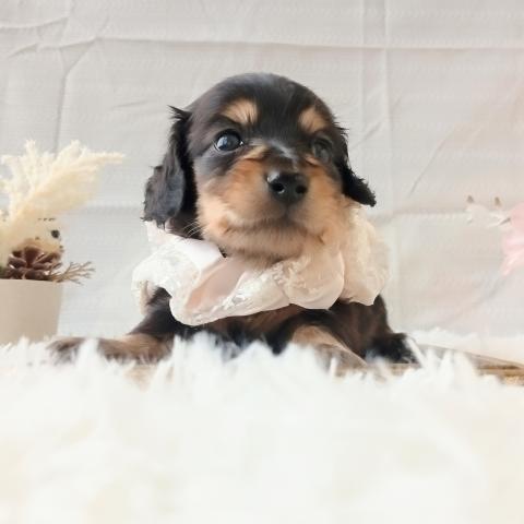 ミニチュアダックスフンド