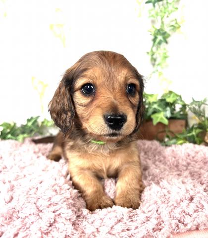 ミニチュアダックスフンド