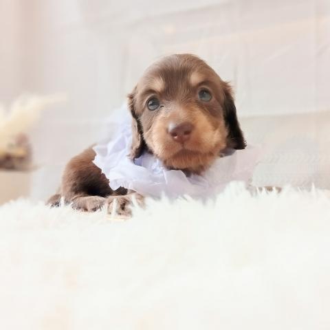 ミニチュアダックスフンド