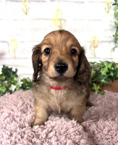 ミニチュアダックスフンド