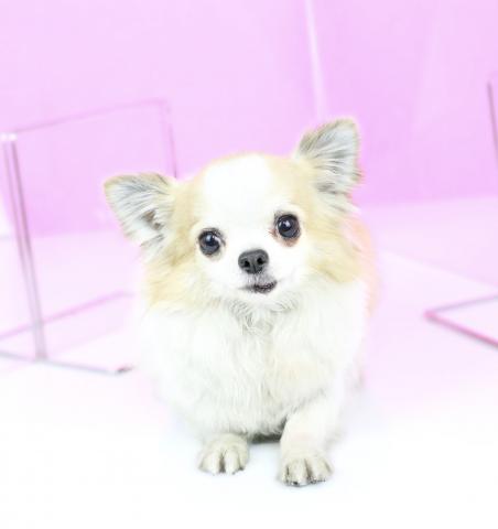 チワワ（ロングコート）