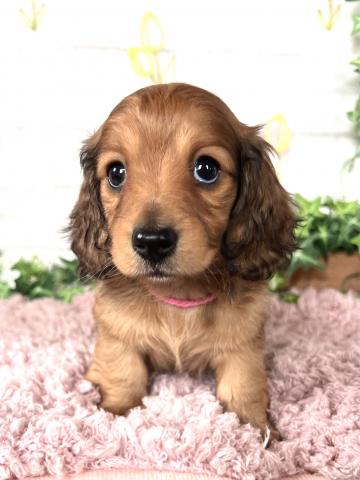 ミニチュアダックスフンド