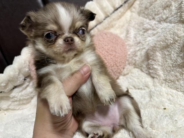 チワワ（ロングコート）