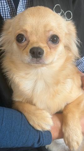 飼いやすいチワワ生後半年特別価格！