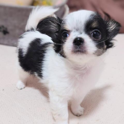 チワワ（ロングコート）