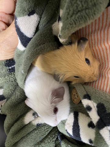 ロシアンスモークモルモット