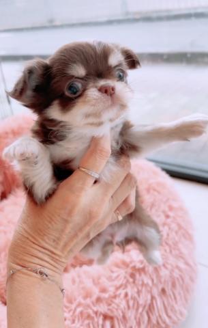 チワワ（ロングコート）