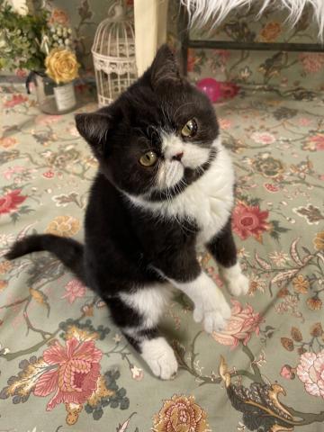 エキゾチックショートヘアー