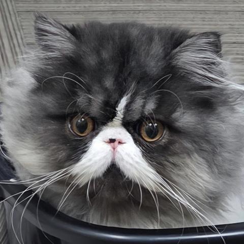 エキゾチックショートヘアー