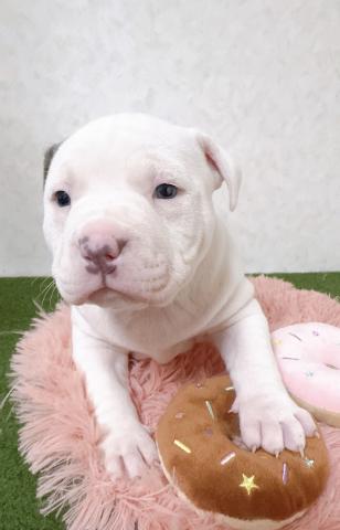 アメリカピットブルテリア