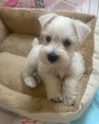 珍しいカラーのシュナウザー