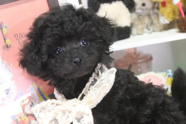 トイプードル