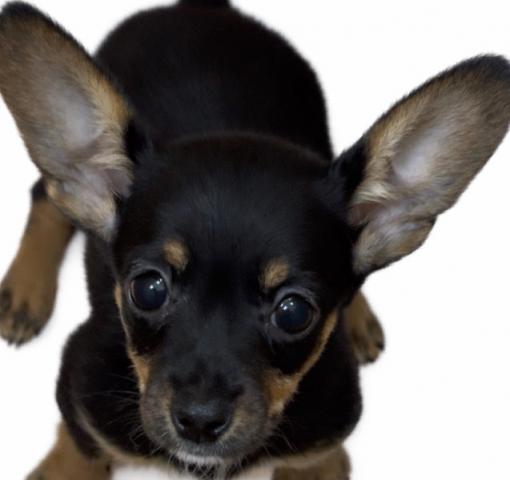 カニヘンダックス×パピヨン