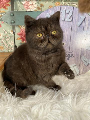 エキゾチックショートヘアー