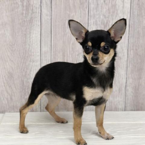 チワワ(スムースコート)